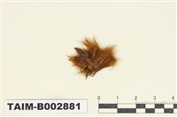 藏品(曲尾苔科)的圖片